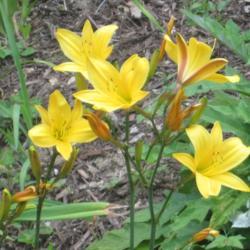 Location: My 6b garden
Date: 2017-06-27
FFE's from 2017 addition, from O'Bannon Springs Daylilies. Love t
