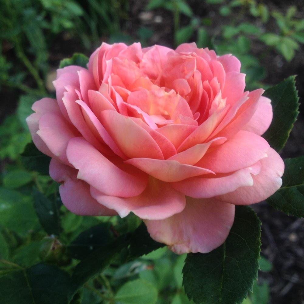 Photo of English Shrub Rose (Rosa 'Lady of Shalott') uploaded by csandt