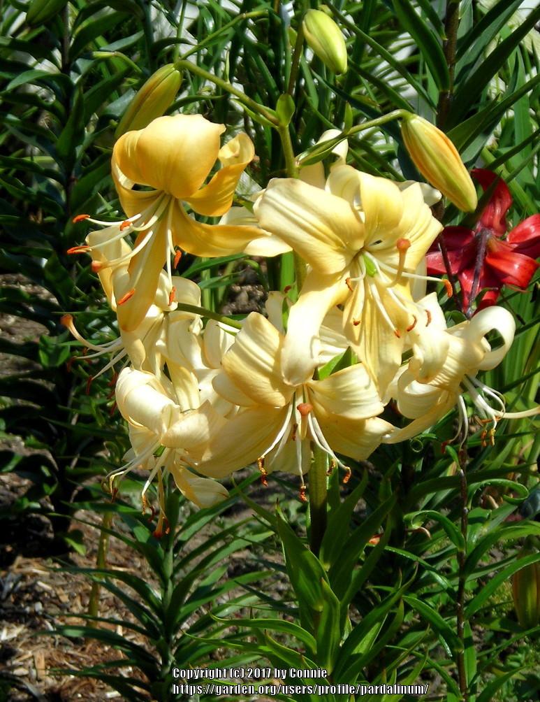 Photo of Asiatic Lily (Lilium 'Doeskin') uploaded by pardalinum