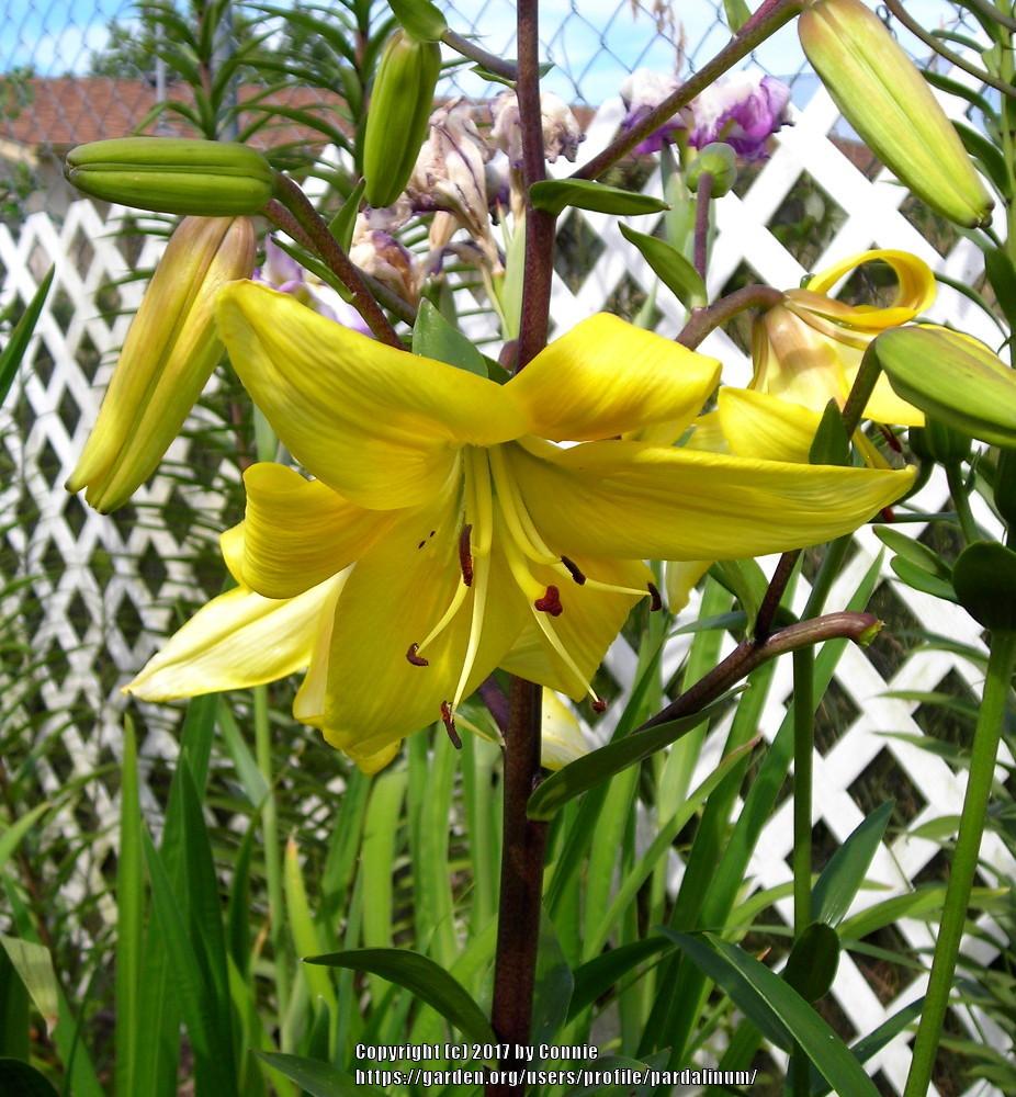 Photo of Lily (Lilium 'Solar Ray') uploaded by pardalinum
