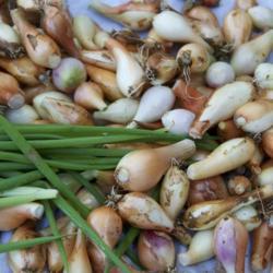 
Date: 2017-06-27
Spring Green Scallion Bulbs readied for the kitchen