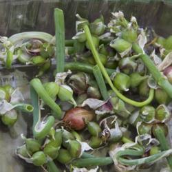 
Date: 2017-06-27
Allium seed pods cut before full bloom stage