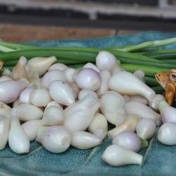 
Date: 2017-06-27
Spring Scallion bulbs ready for consumption or cooking.