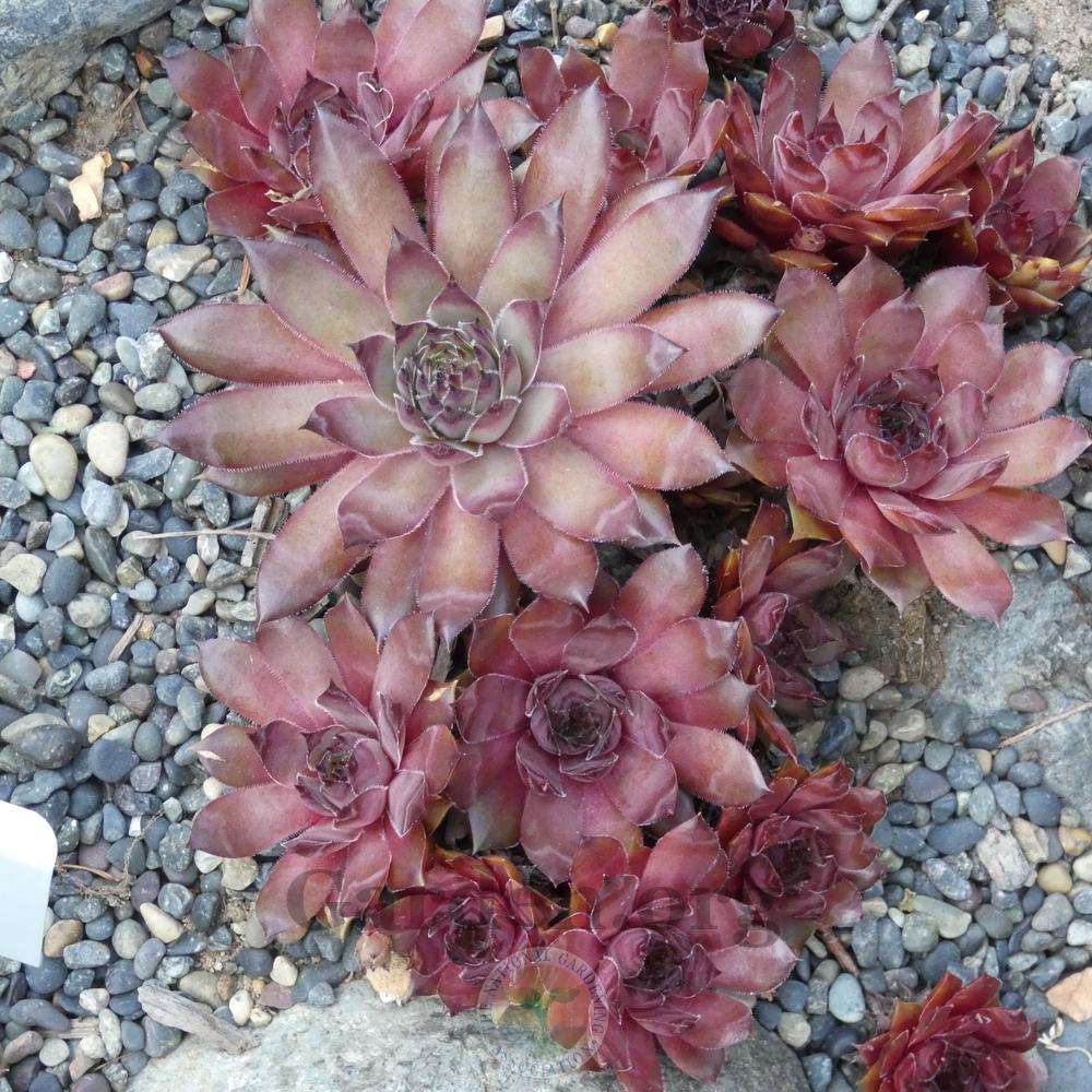 Photo of Hen and Chicks (Sempervivum 'Pocahontas') uploaded by Patty