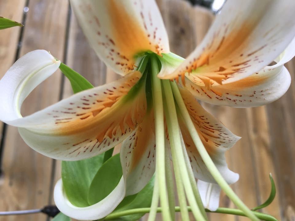 Photo of Lily (Lilium 'Lady Alice') uploaded by aikenforflowers