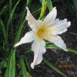 Location: My 6b garden
Date: 2017-06-28
FFE on 2017 addition from O'Bannon Springs Daylilies. End of the 