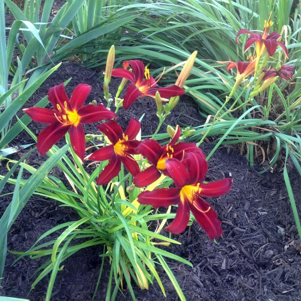 Photo of Daylilies (Hemerocallis) uploaded by csandt