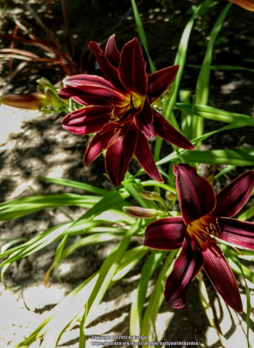 Photo of Daylilies (Hemerocallis) uploaded by evelyninthegarden