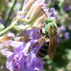 Location: IL
Date: 2017-06-23
#Pollination  Metallic Green Bee (Genus Agapostemon )
