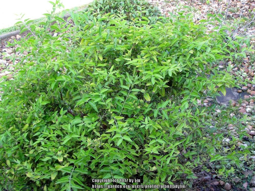 Photo of Star Jasmine (Jasminum laurifolium var. laurifolium) uploaded by plantladylin