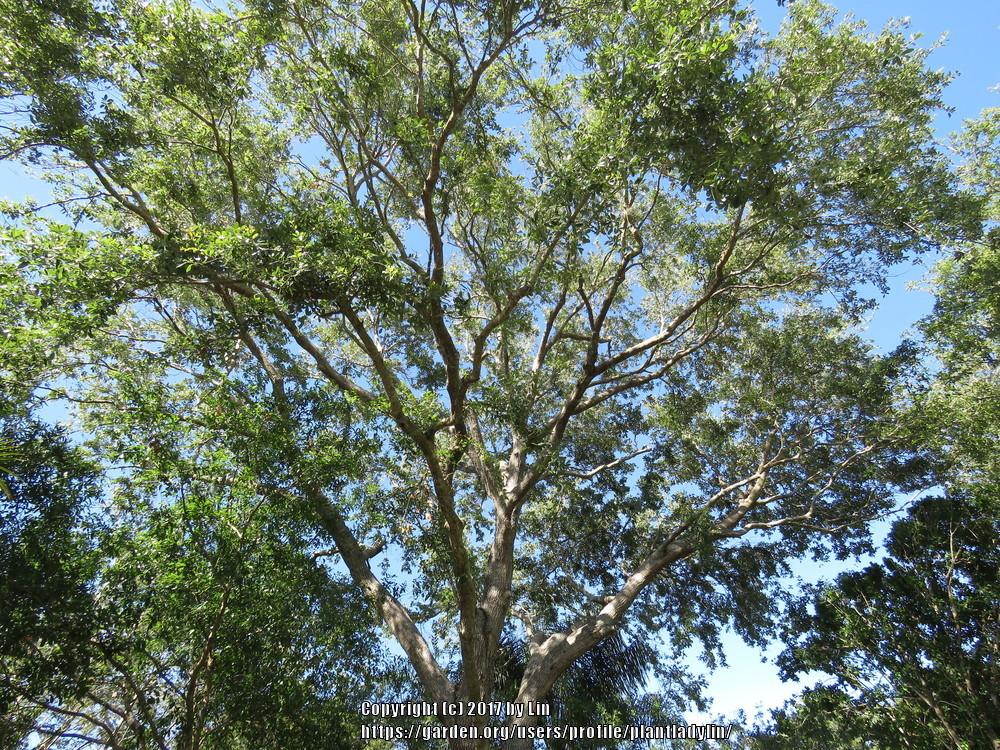 Photo of Live Oak (Quercus virginiana) uploaded by plantladylin