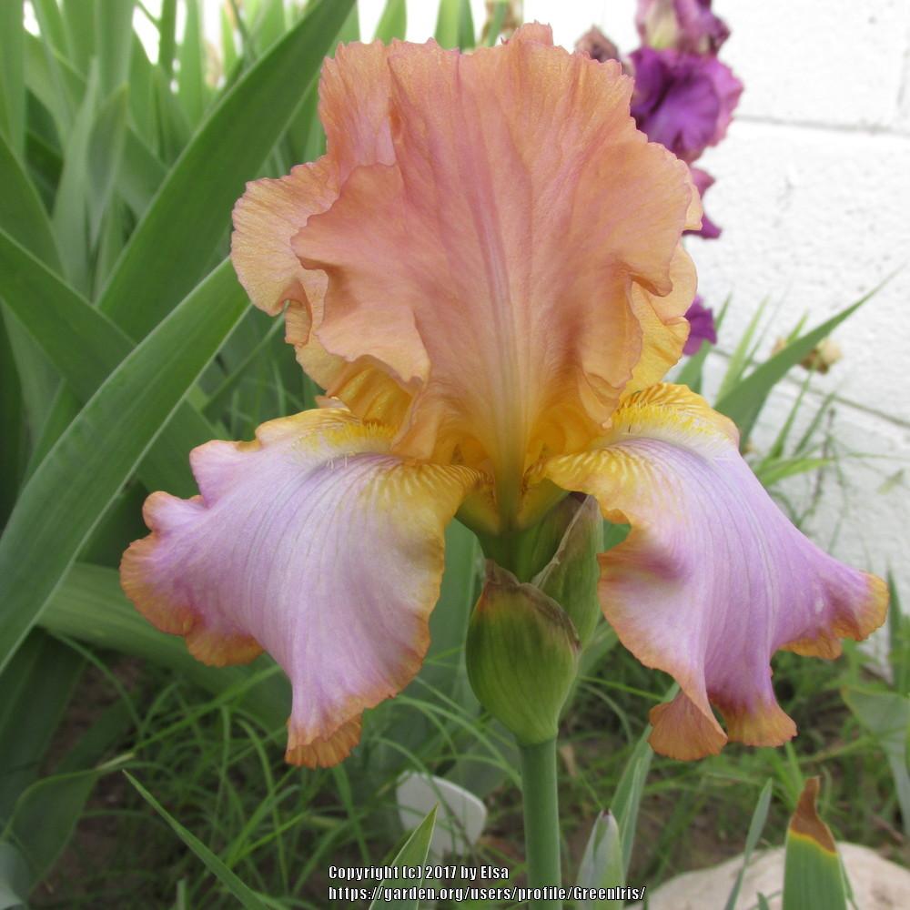 Photo of Tall Bearded Iris (Iris 'Afternoon Delight') uploaded by GreenIris