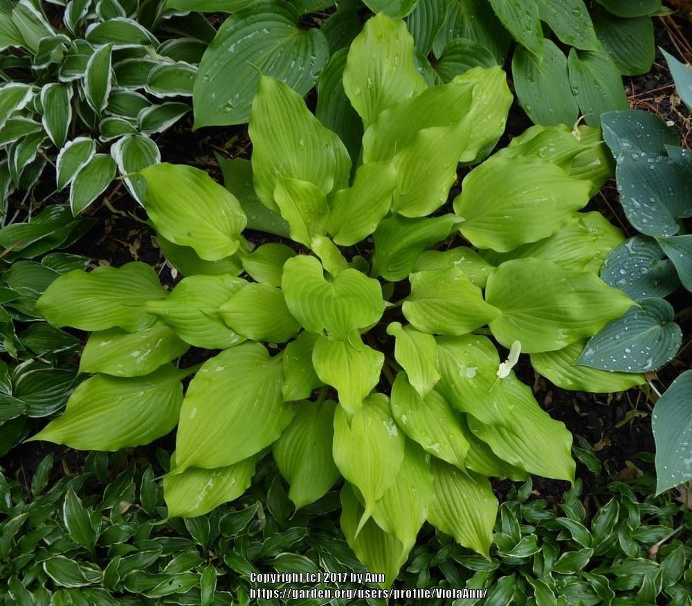 Photo of Hosta 'Tickle Me Pink' uploaded by ViolaAnn