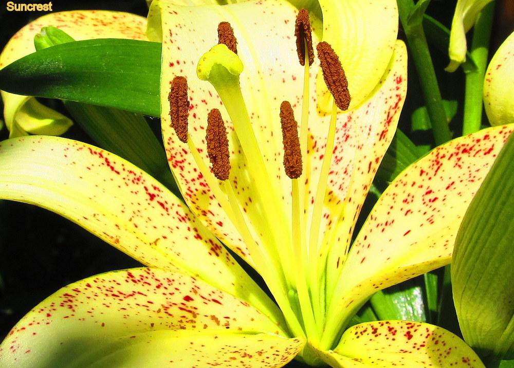 Photo of Lily (Lilium 'Suncrest') uploaded by jmorth