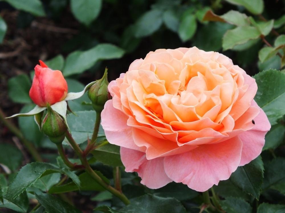 Photo of Rose (Rosa 'Marie Curie') uploaded by sunnyvalley