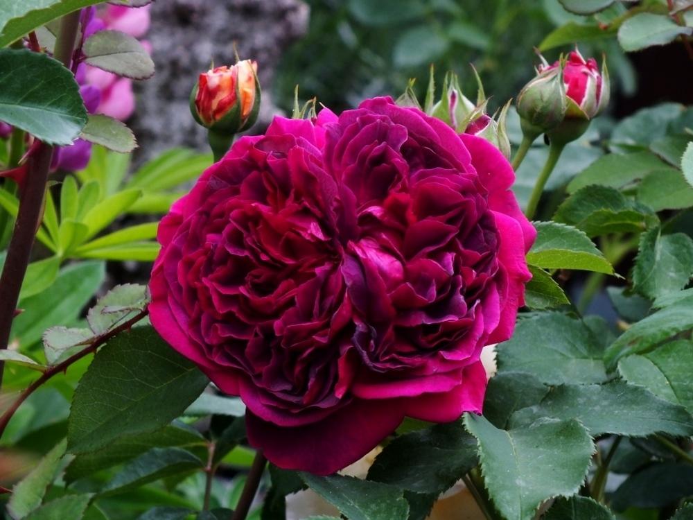 Photo of Rose (Rosa 'William Shakespeare 2000') uploaded by sunnyvalley