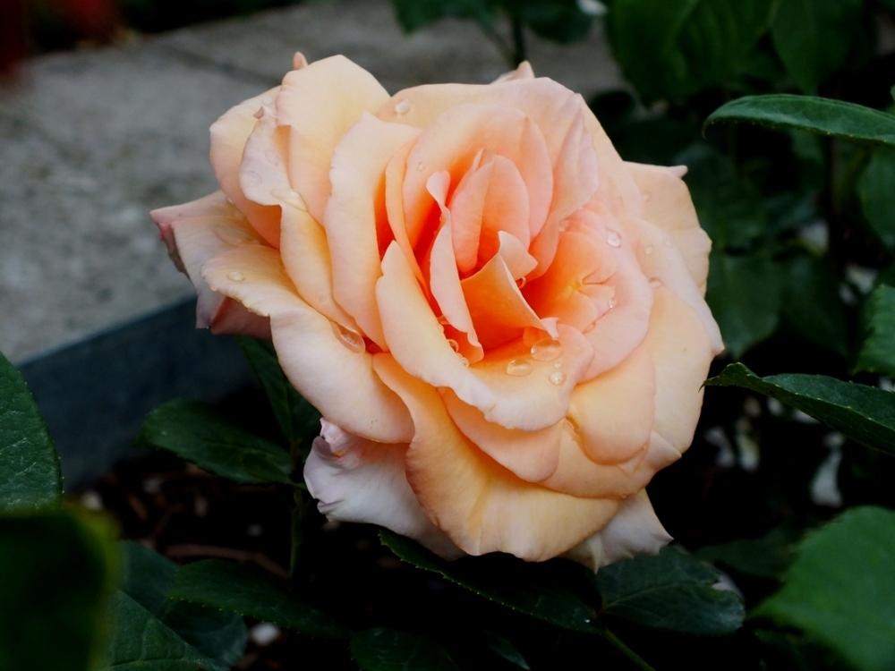 Photo of Rose (Rosa 'Sunset Celebration') uploaded by sunnyvalley