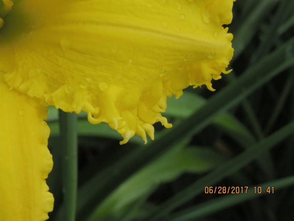 Photo of Daylily (Hemerocallis 'Heavenly Danger Zone') uploaded by Catsyjohn