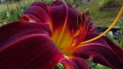 Thumb of 2017-06-30/DogsNDaylilies/d5f9a3