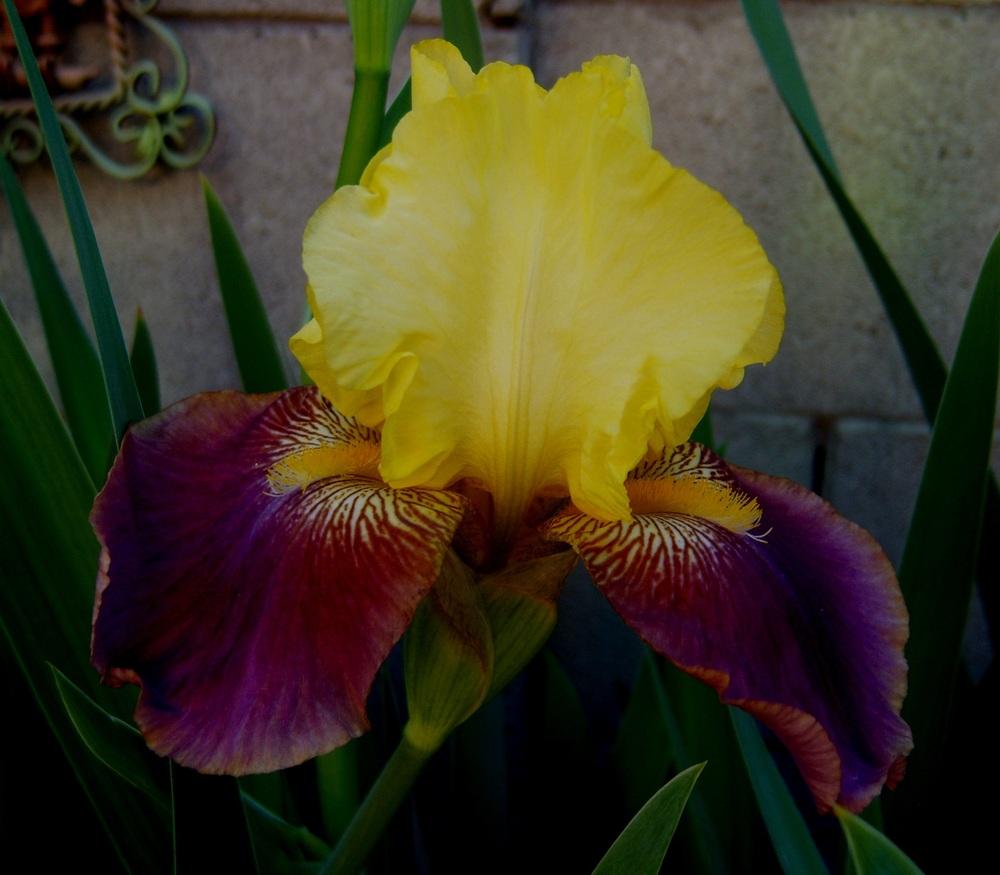 Photo of Tall Bearded Iris (Iris 'Blatant') uploaded by cocoajuno