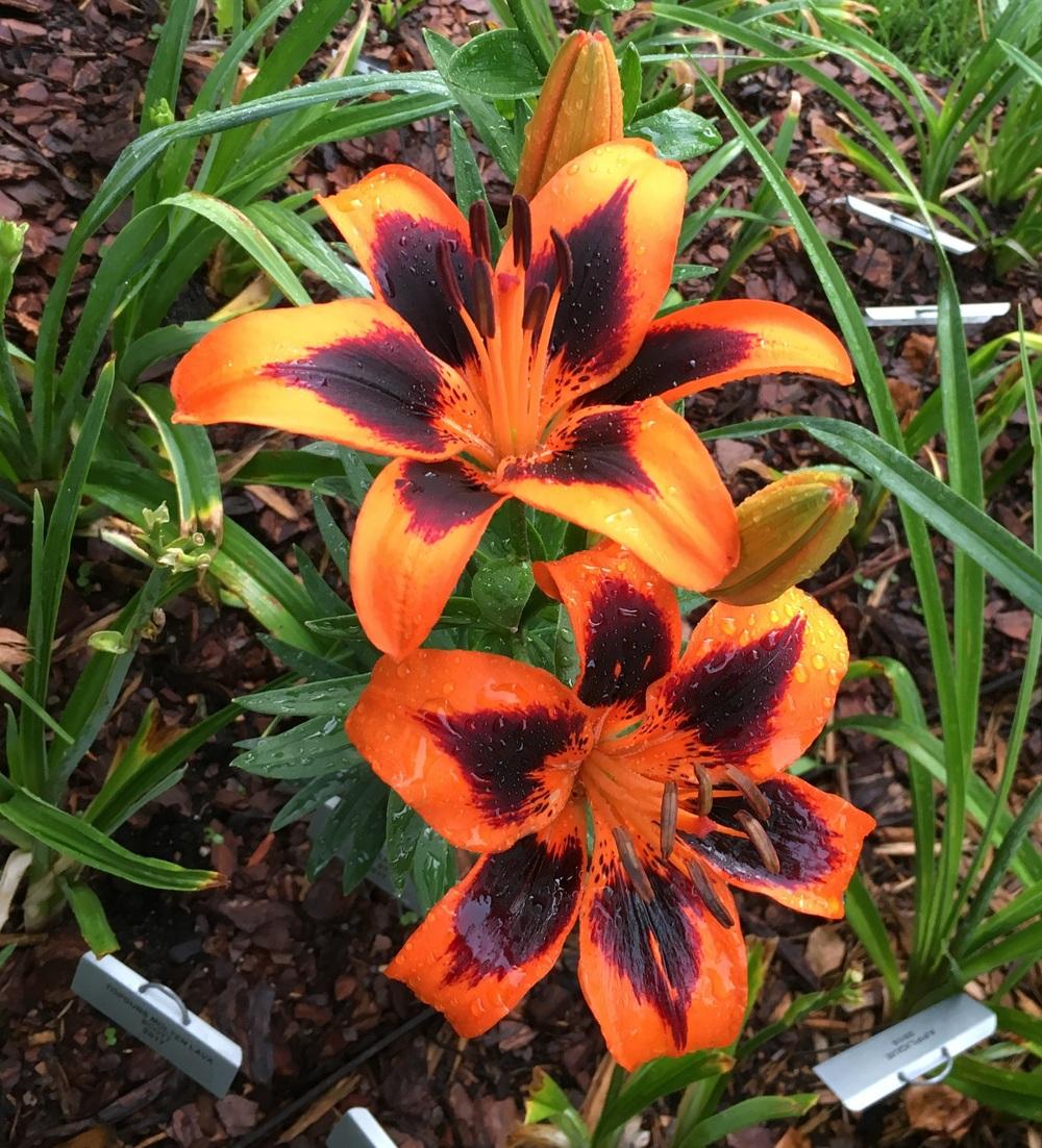 Photo of Lily (Lilium Lily Allen) uploaded by ljb5966
