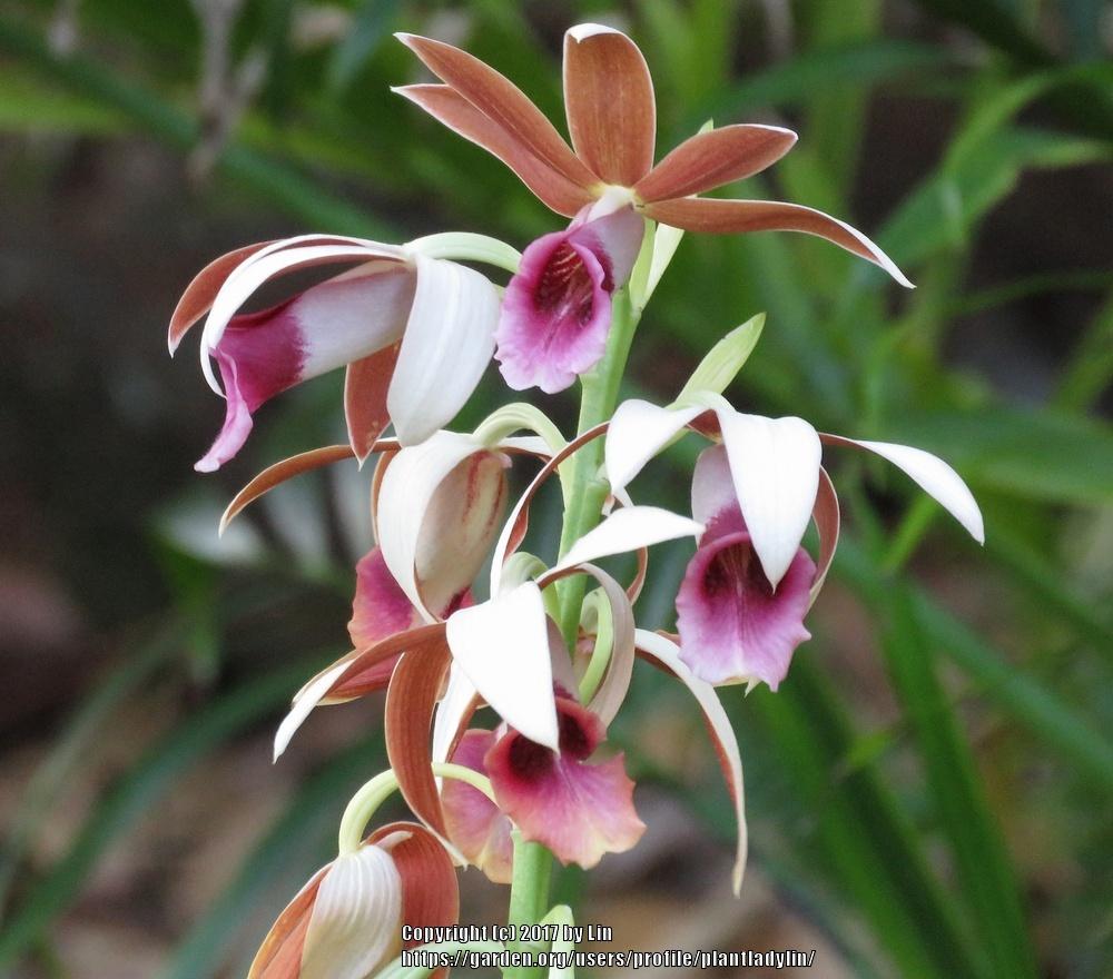 Photo of Orchid (Phaius) uploaded by plantladylin
