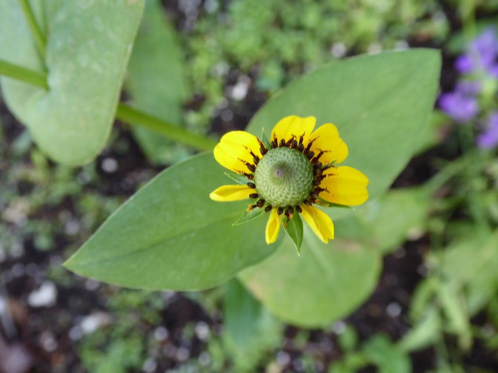 Photo of Clasping Leaf Coneflower (Rudbeckia amplexicaulis) uploaded by JulieB