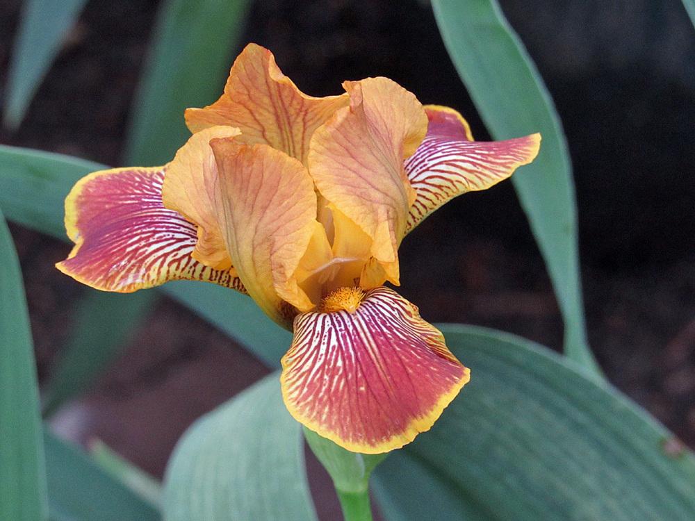 Photo of Miniature Tall Bearded Iris (Iris 'Breakfast in Bed') uploaded by Lestv