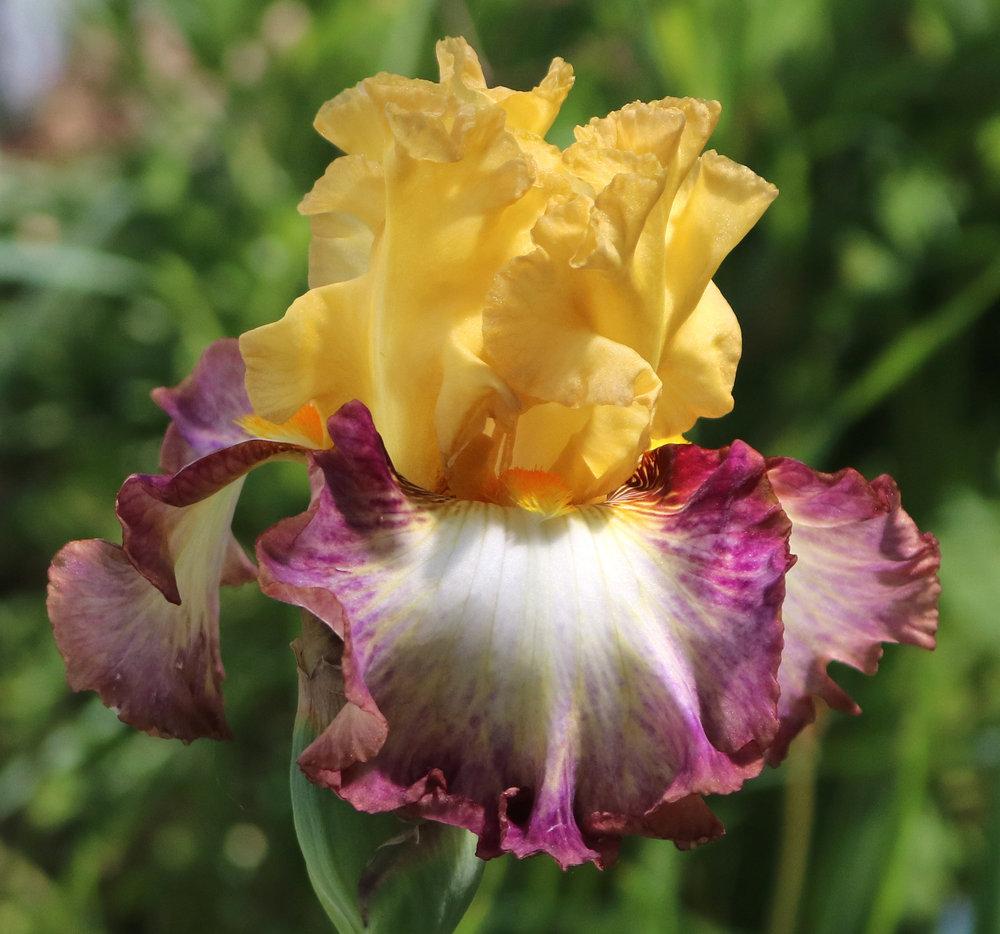 Photo of Tall Bearded Iris (Iris 'Outer Rings') uploaded by MShadow
