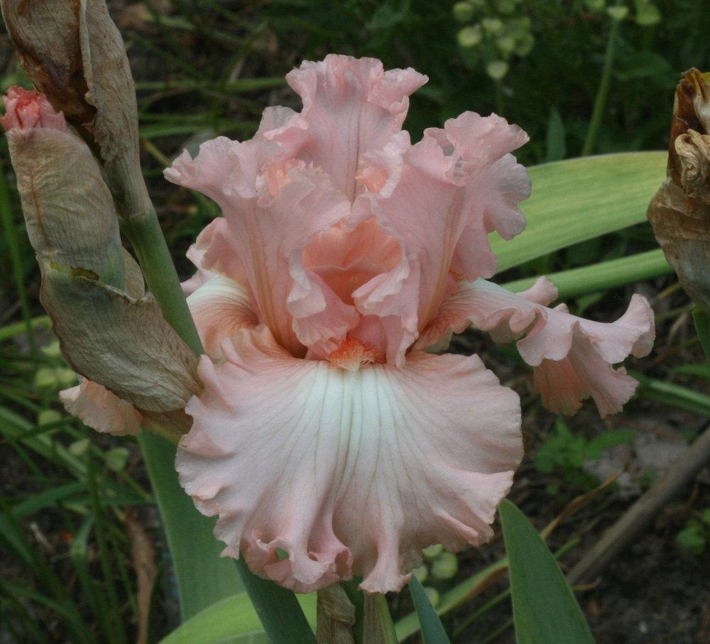 Photo of Tall Bearded Iris (Iris 'Roz Volane') uploaded by MShadow