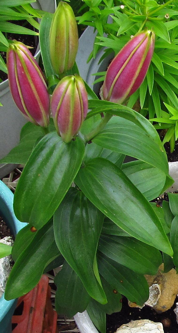 Photo of Lily (Lilium Lily Looks™ Sunny Grenada) uploaded by jmorth