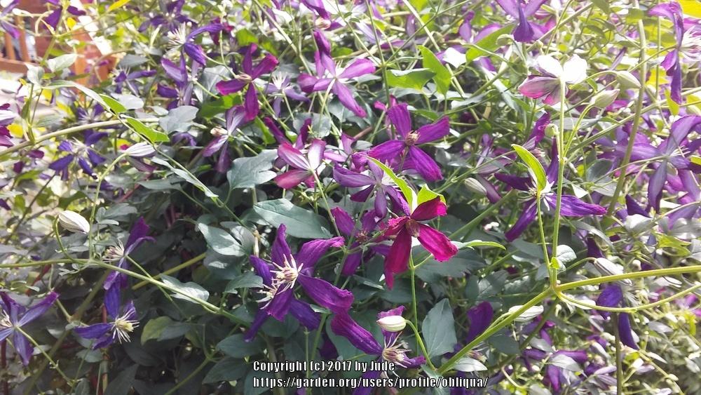 Photo of Clematis 'Sweet Summer Love' uploaded by obliqua