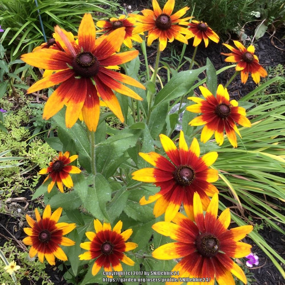 Photo of Black-eyed Susan (Rudbeckia hirta 'Autumn Colors') uploaded by SNJDebbie24