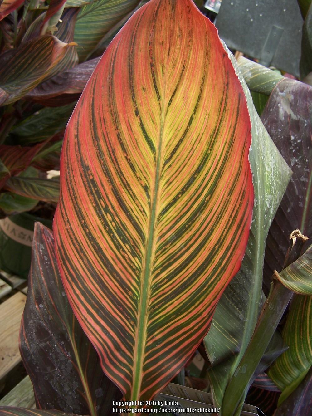 Photo of Canna Tropicanna® uploaded by chickhill