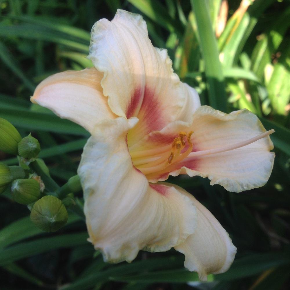 Photo of Daylily (Hemerocallis 'Siloam Virginia Henson') uploaded by csandt