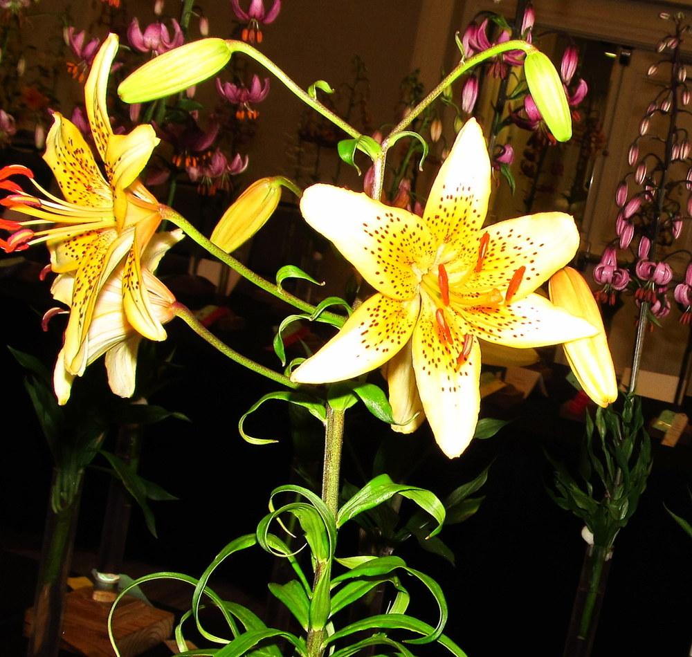 Photo of Lily (Lilium 'Honey Creme') uploaded by jmorth