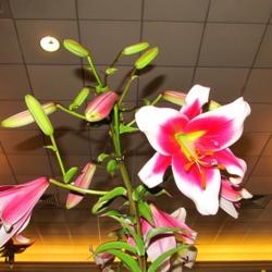 Location: St Louis Lily Show 2017
Date: 2017-07-01