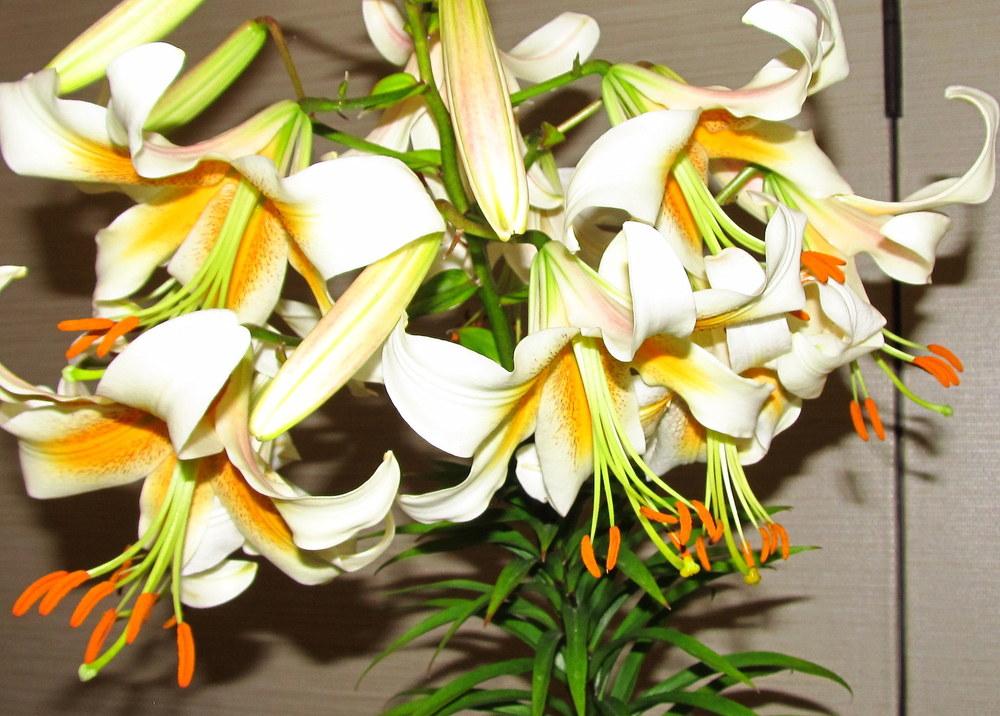 Photo of Lily (Lilium x kewense 'White Henryi') uploaded by jmorth