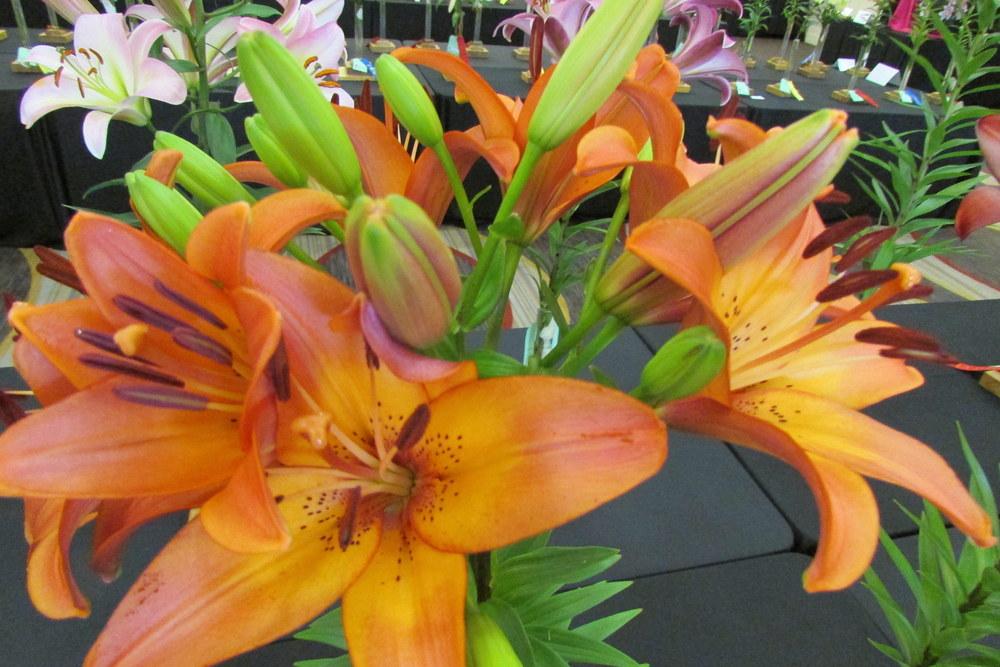 Photo of Lily (Lilium 'Royal Sunset') uploaded by Deby