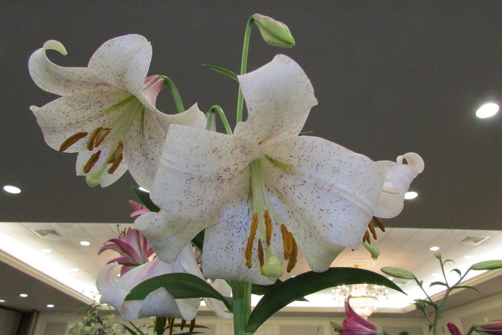 Photo of Lily (Lilium 'Lankon') uploaded by Deby