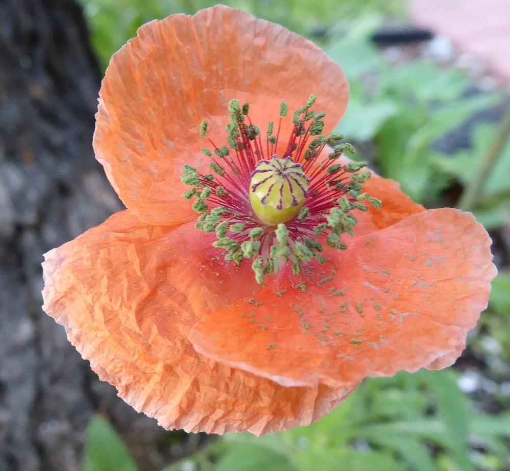 Photo of Iceland Poppy (Papaver nudicaule 'Champagne Bubbles') uploaded by JulieB