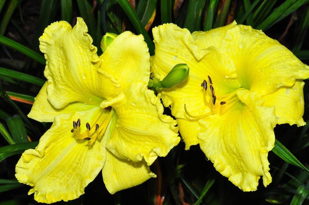 Photo of Daylily (Hemerocallis 'Brocaded Gown') uploaded by Pat236