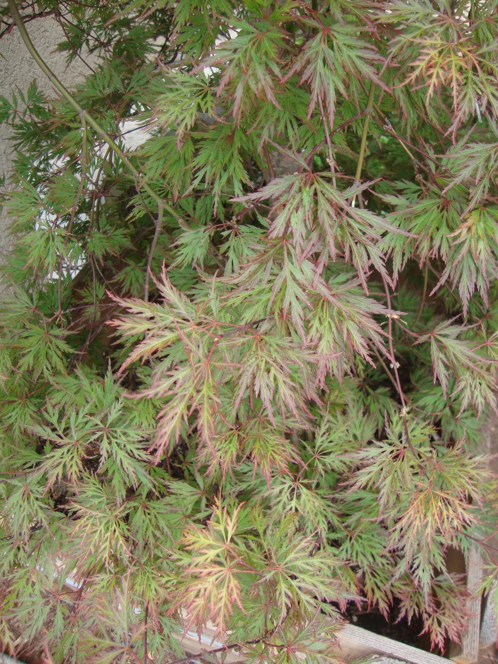 Photo of Cutleaf Japanese Maple (Acer palmatum 'Orangeola') uploaded by Paul2032