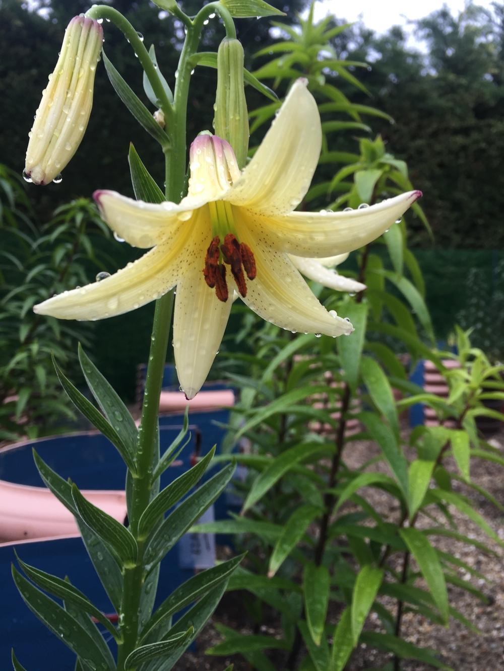 Photo of Lily (Lilium kesselringianum) uploaded by bahadir
