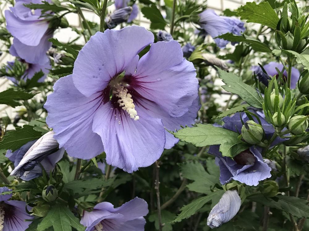 Photo of Rose of Sharon (Hibiscus syriacus Blue Satin®) uploaded by cwhitt