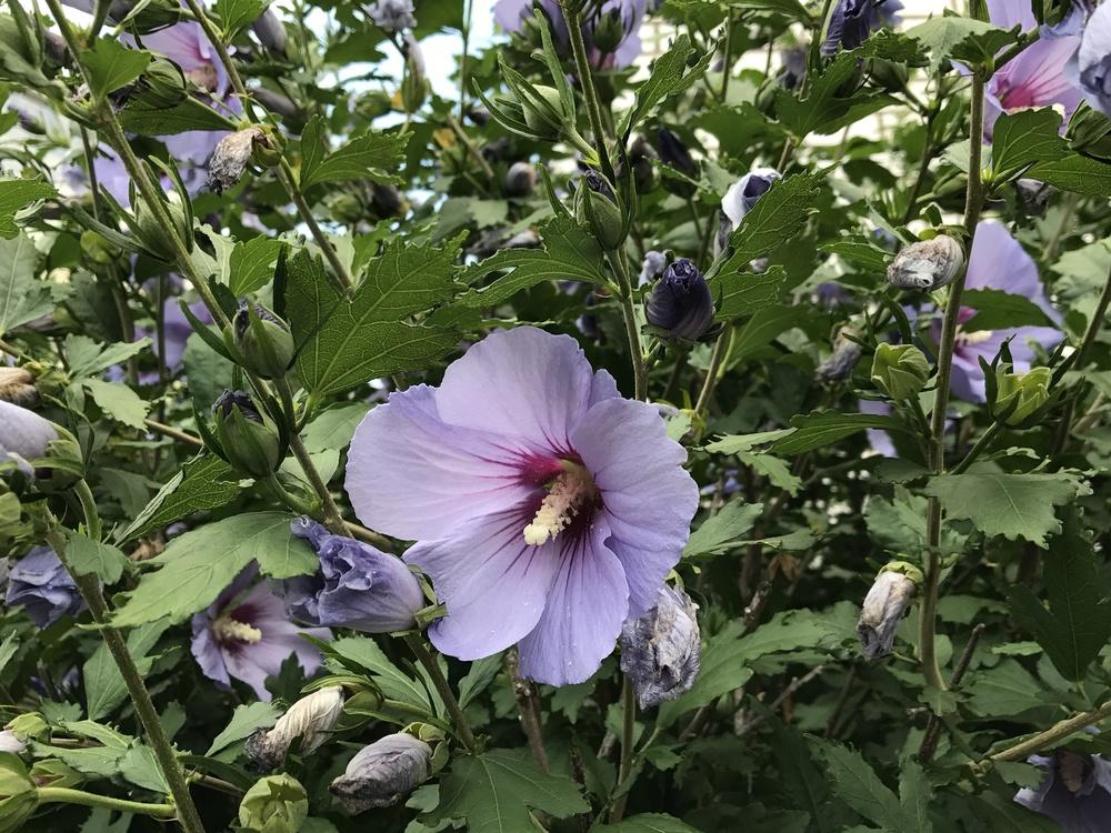 Photo of Rose of Sharon (Hibiscus syriacus Blue Satin®) uploaded by cwhitt