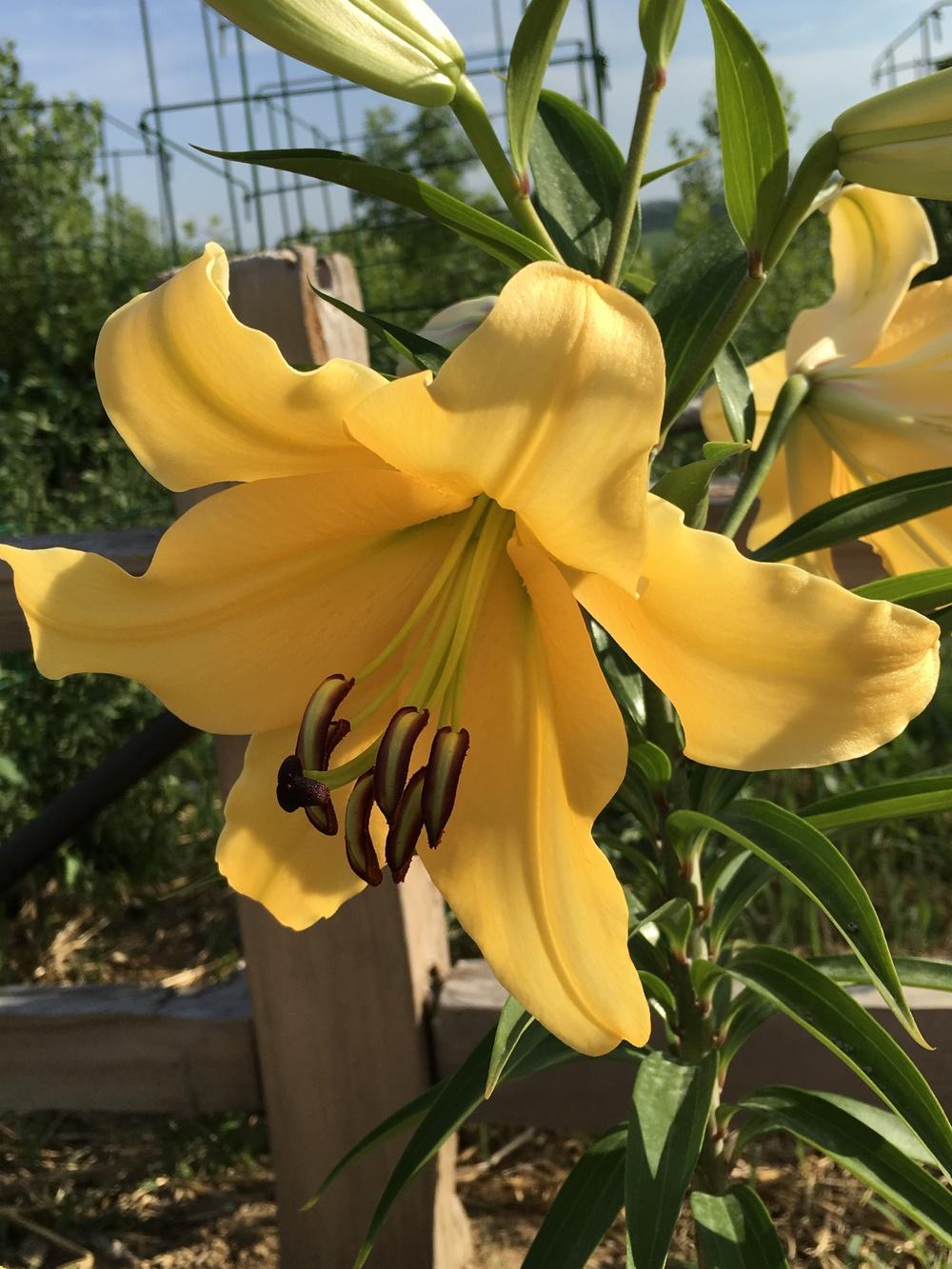 Photo of Lily (Lilium 'Corcovado') uploaded by Legalily