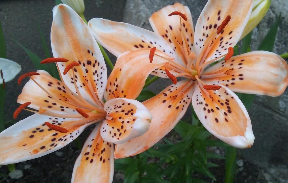 Photo of Lily (Lilium 'Orange Electric') uploaded by Tiff2884