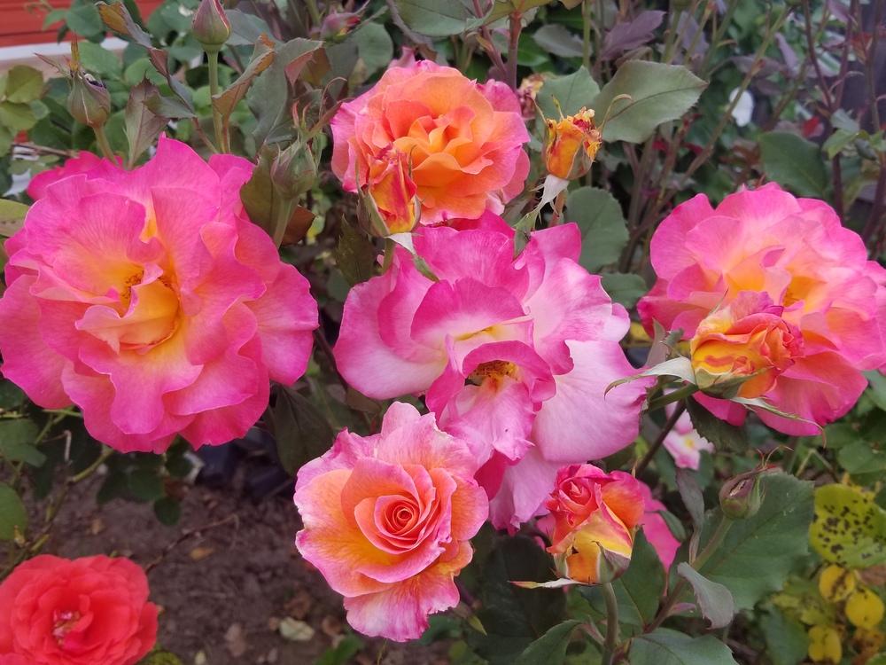 Photo of Rose (Rosa 'Mardi Gras') uploaded by TomThumb