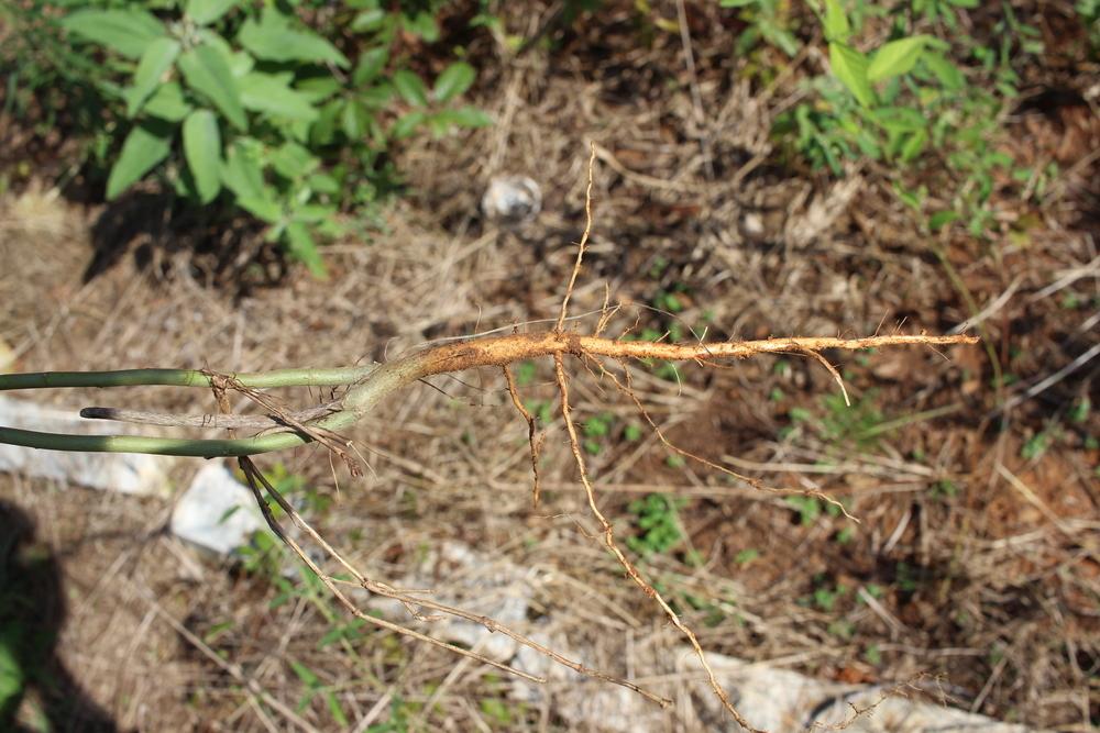 Photo of Indian Hemp (Sida rhombifolia) uploaded by dave